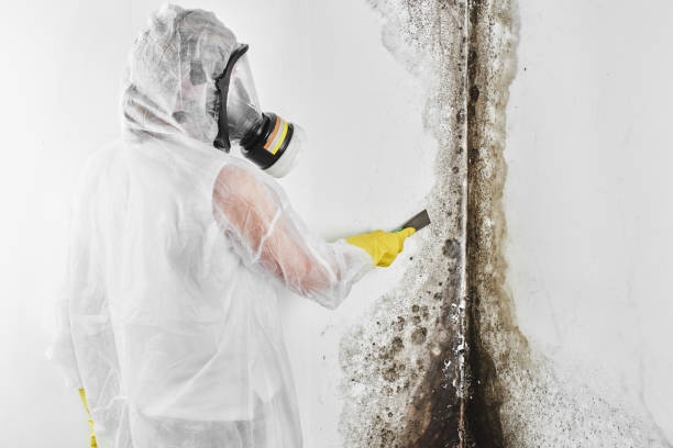 Best Local Mold Removal Service  in Chesapeake, WV